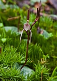 Cyrtostylis reniformus Small Gnat-orchid
